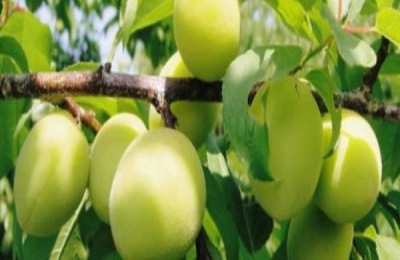 青梅产地及品种介绍