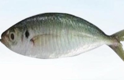 巴浪鱼一斤多少钱？为什么这么便宜？(附营养价值和市场前景)