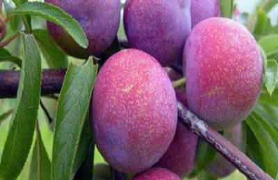 一棵恐龙蛋杏李苗批发多少钱？种植赚钱吗