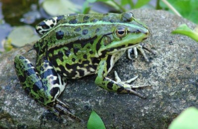 一斤青蛙多少钱？青蛙养殖有市场前景吗