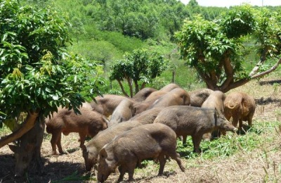 一斤竹鼠的市场价格是多少？养殖利润和成本如何