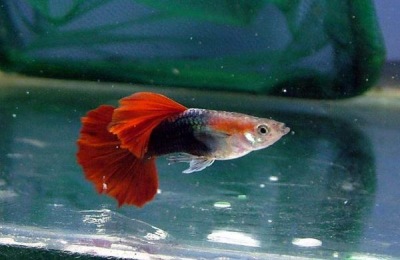 凤尾鱼一斤多少钱?凤尾鱼养殖前景如何