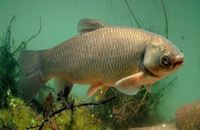 军鱼人工养殖多少钱？军鱼和草鱼有什么区别？(附养殖技术)