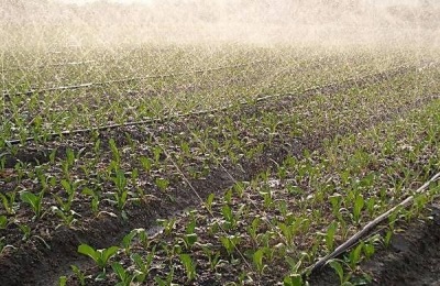 苯醚甲环唑会抑制生长