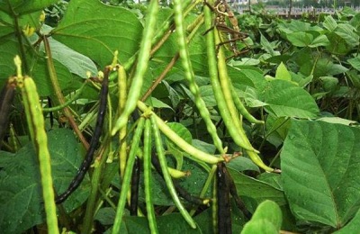 养殖民猪一般用什么饲料喂养