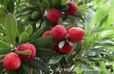 台湾杨梅价格如何？台湾杨梅有哪些品种