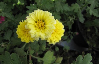 重瓣茉莉品种盘点