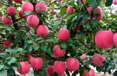 一喷红几天红,几天见效