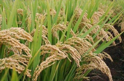 养殖方法:斑马万年青