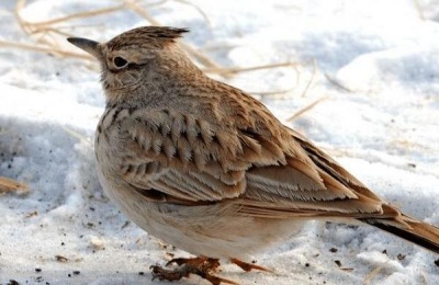 吻鱼的市场价格是多少?吻鱼养殖前景分析(附吻鱼养殖技术)