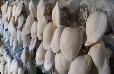 一斤白灵菇多少钱?市场前景如何?(附白灵菇生长条件介绍)