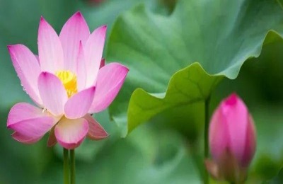 水芙蓉养殖方法