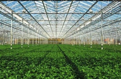 大棚降温最佳方案（常见方法），大棚降温剂有用吗？