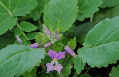 二月兰盆栽怎么养