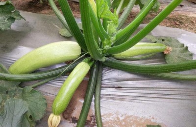 西葫芦最怕的农药是什么？西葫芦怕高温、霜冻吗？