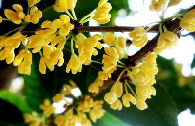 桂花用什么肥料