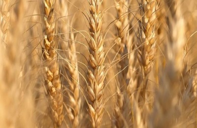 淮麦50品种介绍