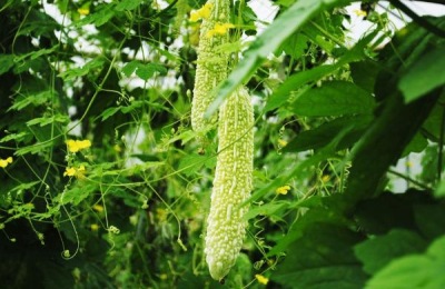 什么是巨型格仔兔养殖技术