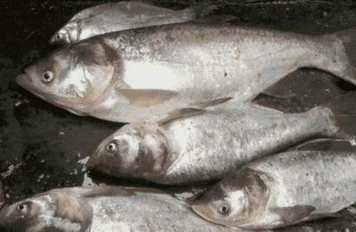 鲢鱼活鱼养殖的合理密度是多少？养殖技术有哪些