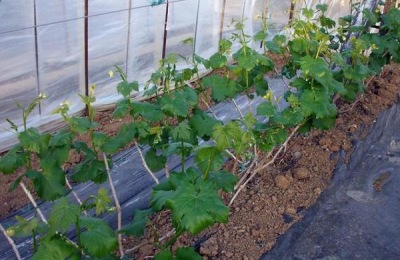 尿素可以使葡萄破眠