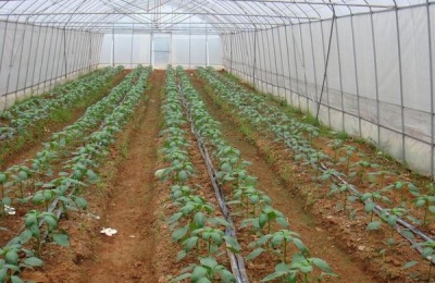 大棚降温最佳方案（常见方法），大棚降温剂有用吗？