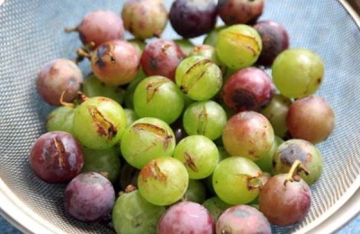 木纳格葡萄苗多少钱?木纳格葡萄有什么特点