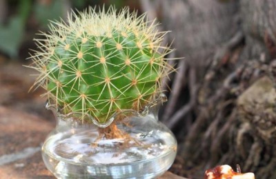 什么土养仙人球好?有哪些养殖方法