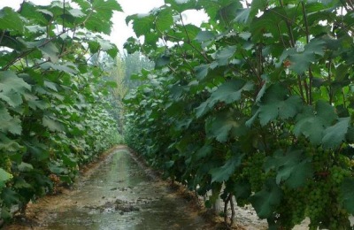 葡萄萌芽期施什么肥