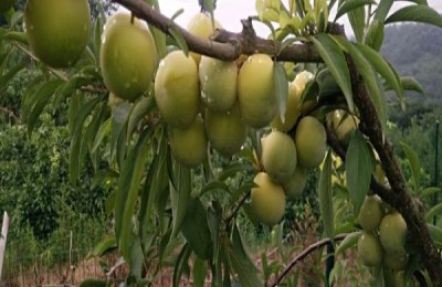 一株李苗多少钱？种植李子的好处是什么