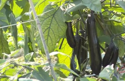 芒种的农事活动