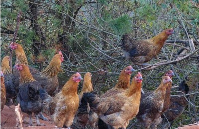 麻鸡有哪些常见品种