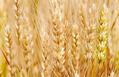 烟农1212亩用种量是多少