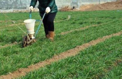 小麦返青肥什么时候施