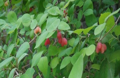 枇杷苗多少钱?种植枇杷果能赚钱吗