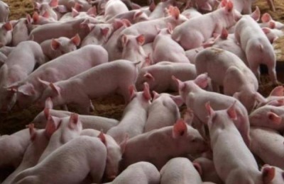 农民自配猪饲料配方，附各阶段详细配方