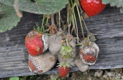 治灰霉病的最佳农药,灰霉病的发病条件是什么