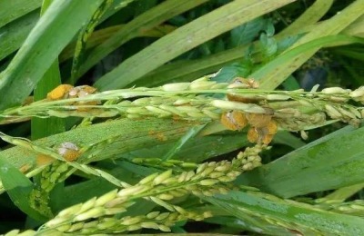 纹枯病用什么药