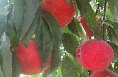 桃树施肥技术要点