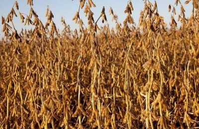 大豆专用肥配方,用来种玉米行不行