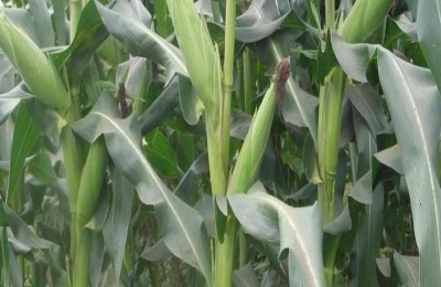 强硕168玉米品种介绍国审