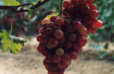 介绍红提常见品种