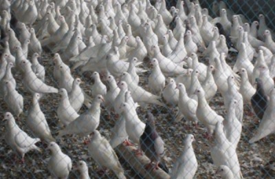 鸽子养殖技术及教程