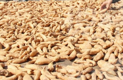 种什么药材最赚钱最赚钱？和大家分享几个口碑不错的