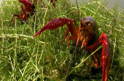 小龙虾饲料配方