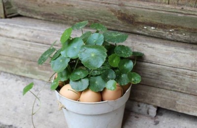 哪些橘子品种可以在北方种植