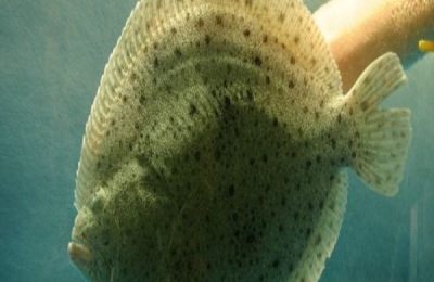 多宝鱼是海鱼还是淡水鱼？附加人工养殖技术