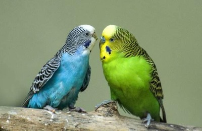 鹦鹉图片及品种介绍