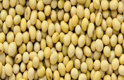 清明能种黄豆吗