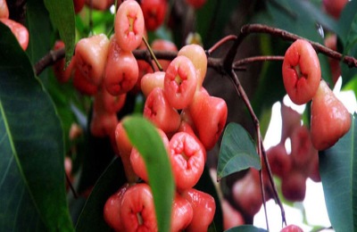 莲雾一斤多少钱?莲雾种植前景分析