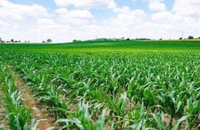 玉米田除草剂有哪些